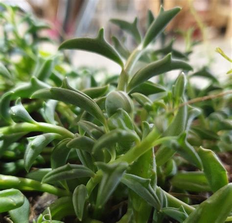 String Of Dolphins Senecio Peregrinus Mm Hb The Garden Feast