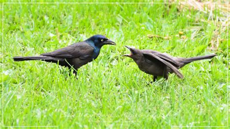 Prairie Nature: Common Grackle feeding young Grackle in Regina backyard