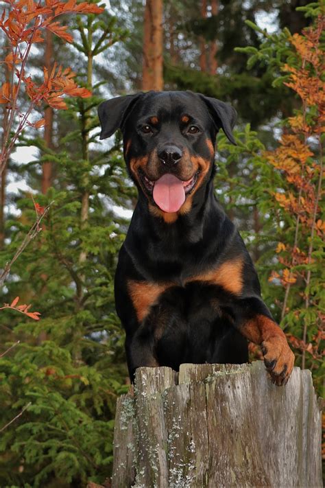 Dog Rottweiler Forest Free Photo On Pixabay Pixabay