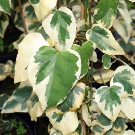 Hedera Variegata Vivero El Progreso