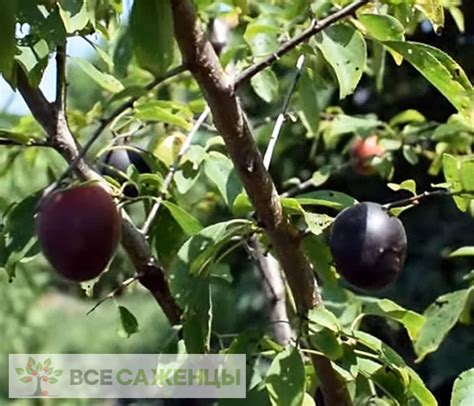 Цена на Гибрид алычи и абрикоса Черрикос (Cherrykose) - купить саженцы