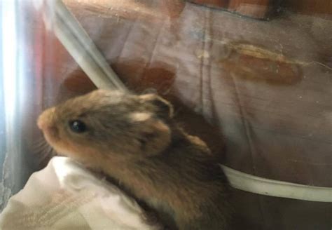 Meadow vole | Southwest Virginia Wildlife Center of Roanoke