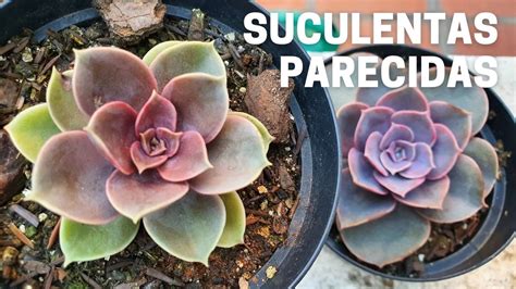 Echeveria Perle Von Nurnberg E Echeveria Duchess Of Nuremberg YouTube