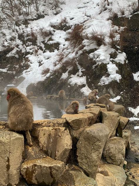 Snow Monkeys Relaxing In A Japanese Hot Spring Stock Illustration Illustration Of Alps