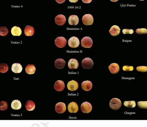 Types Of Peaches