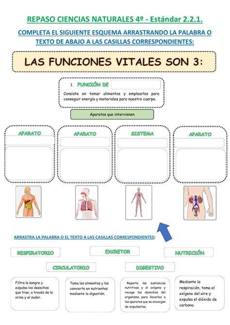 Funciones Vitales De Los Seres Vivos Ficha Interactiva Nbkomputer