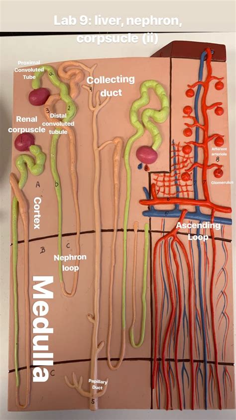 Urinary Sys Nephron Model Anatomy And Physiology Basic Anatomy And