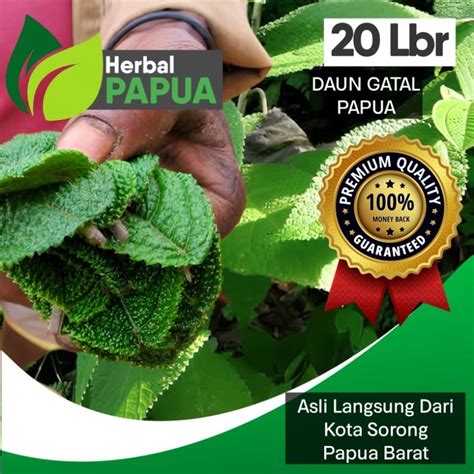 Jual DAUN GATAL PAPUA Shopee Indonesia