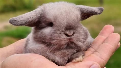 Mini Lop Rabbit The Cutest Rabbit Breed In The World Mini Lop Bunny