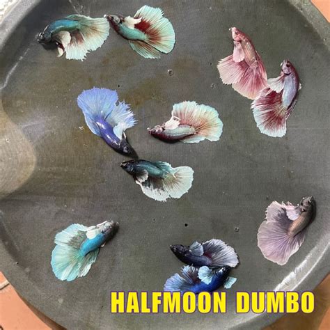 HALFMOON DUMBO RANDOM IKAN LAGA BETTA FISH Lazada