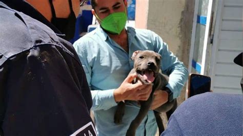 Detienen A Dos Personas En Guanajuato Por Amenazar A Veterinario Y