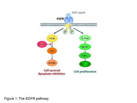 Nuclear EGFR Signalling Network In Cancers Linking EGFR 57 OFF