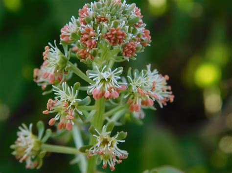 Mignonette Reseda Odorata Machet
