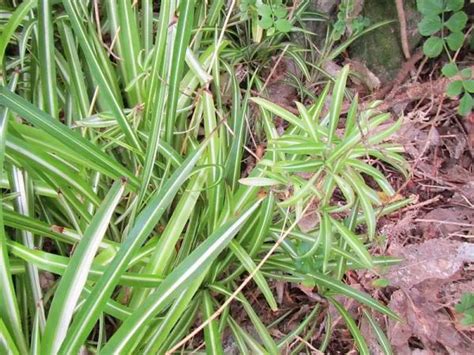 Plantas Herb Ceas Caracter Sticas E Exemplos