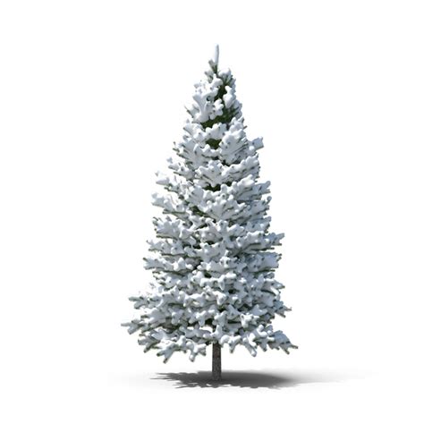 Evergreen Tree Covered in Snow PNG Images & PSDs for Download ...