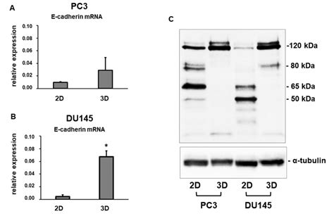 E Cadherin Mrna And Protein Levels Bar Graphs Showing E Cadherin Mrna