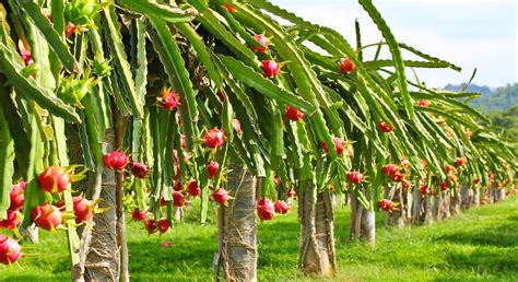 teknik  tips mudah budidaya buah naga