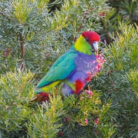 Common Pet Birds Australia Pets Animals Us