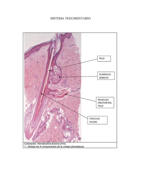 Tarea Semana Sistema Tegumentario Pelo Glandula Sebacea Musculo The