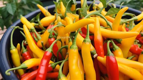 How To Grow Yellow Chili Peppers The Ultimate Guide Chili Craze