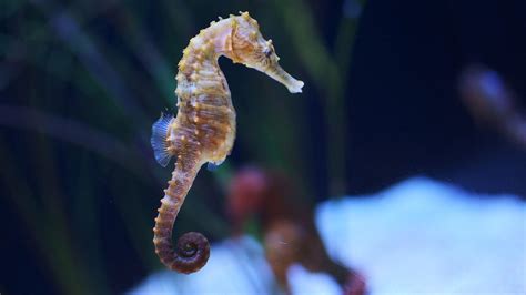 Seahorse Wallpapers Wallpaper Cave