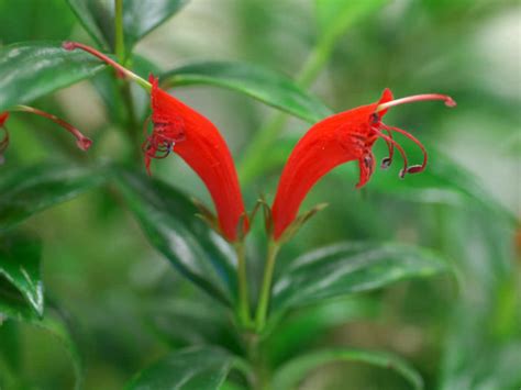 Aeschynanthus garrettii (Hardy Lipstick Plant) - World of Flowering Plants