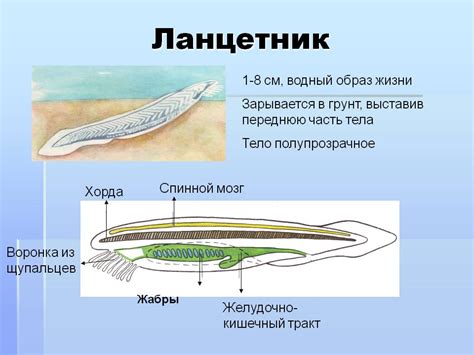 Ланцетник - 11860-5
