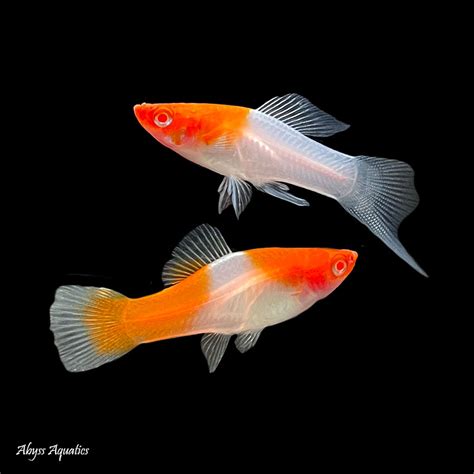 Kohaku Swordtail Xl Fast Delivery Abyss Aquatics Uk