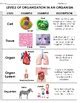 Levels Of Organization In Living Things Sort Atom To Organism By