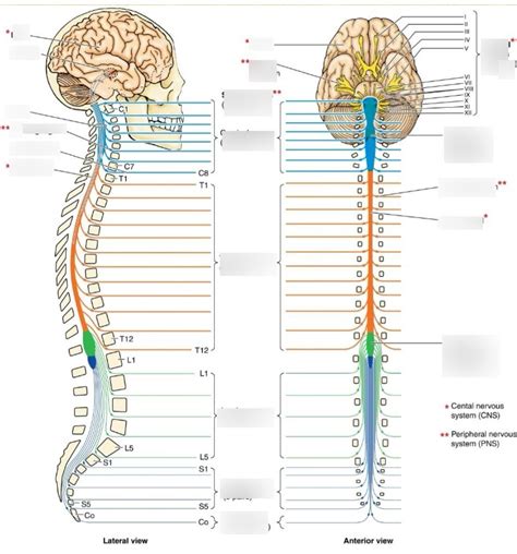 General Structures Brain And Spinal Cord Diagram Quizlet