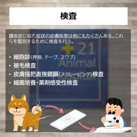 【解説】犬に多い皮膚病！膿皮症について 21動物病院 おおたかの森