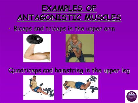 PPT - MUSCLES PowerPoint Presentation, free download - ID:6804744