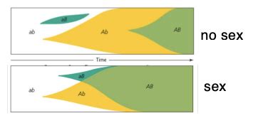 Evolution Of Sex Section 10 14 Lecture 31 Flashcards Quizlet