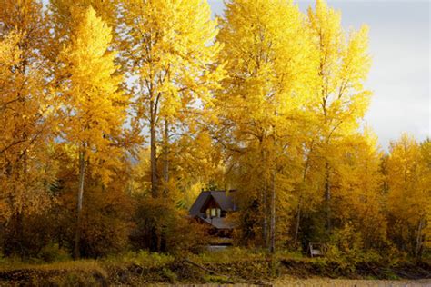 Cabin Porn Design Crush