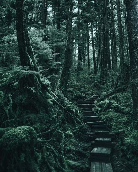 Breathtaking Moody And Mysterious Forest Photography By Dylan Furst