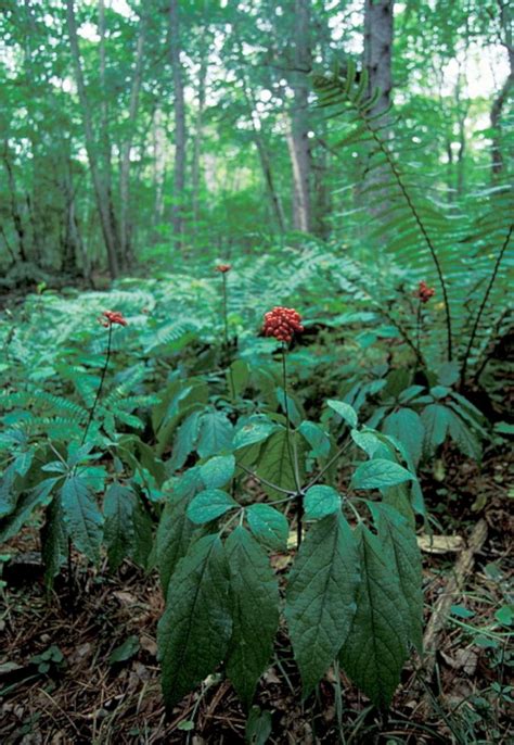 48 Beautiful Wild Ginseng Plant Ideas That You Need To Have In Your Garden Ginseng Plant