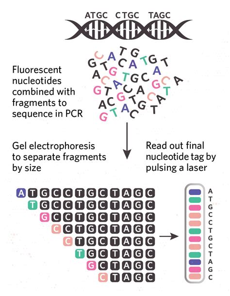 Infographic The Sequencing And Assembly Of The Human Genome The