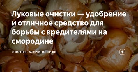 Луковые очистки — удобрение и отличное средство для борьбы с ...
