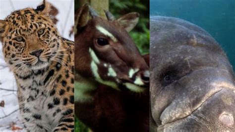 Veja Os 10 Animais Mais Feios Do Mundo