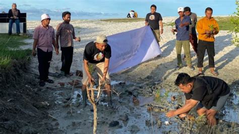 Cegah Abrasi Pantai Ganjar Milenial Tanam Bibit Pohon Cemara Di Sergai