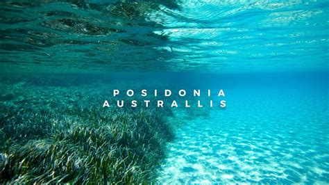 What Is The World S Largest Plant Posidonia Australis YouTube