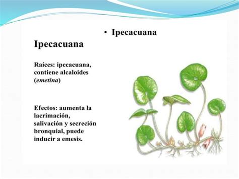 Alcaloides Isoquinoleinicos Bio Far Ppt