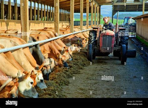 Domestic Cattle Jersey Cows Herd At Feed Barrier Feeding With Silage