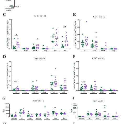 Cd8 And Cd4 T Cell Responses In Balbc Mice Vaccinated With The Two