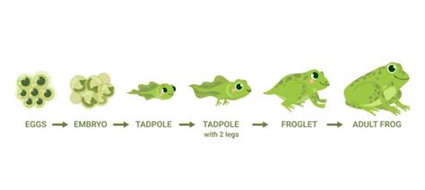 Tadpole To Frog Clipart Eating