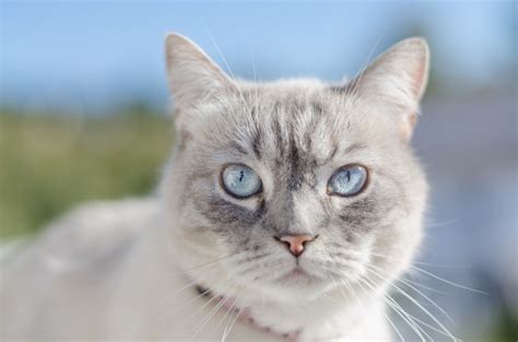 Olhos Azuis Gato Frontal Retrato Foto Premium