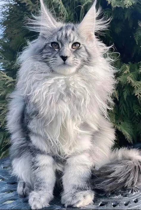 maine coon cat seeking insights rmainecoons