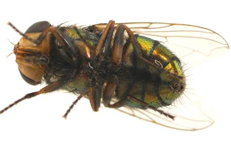 Small Hairy Maggot Blowfly S4 Female Ventral