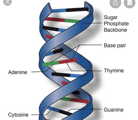 Dna Double Helix Diagram Labeled