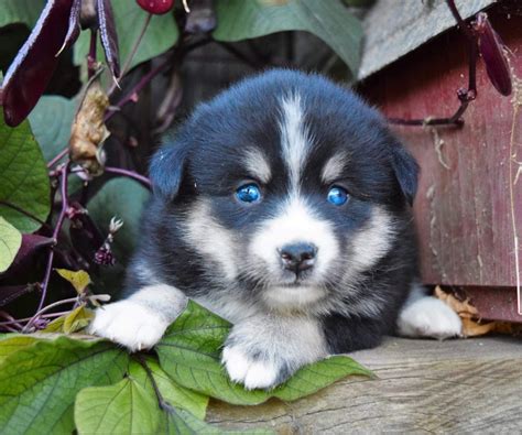 Pomsky Puppies For Sale Paradise Pa 166401 Petzlover